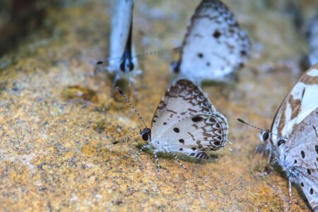 Beautiful Butterfly on ground in a forestの写真素材