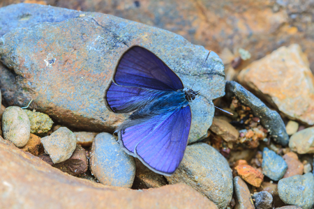 Beautiful Butterfly on ground in a forestの写真素材