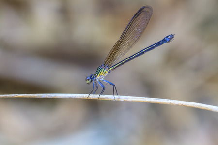 beautiful dragonfly resting on a branch in forest