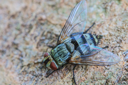 close up Blow fly, carrion fly, bluebottles, greenbottles, or cluster fly
