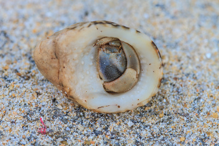 Hermit Crab in a screw shell on tropical seaの写真素材