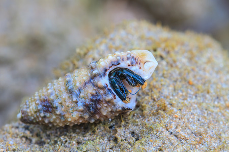 Hermit Crab in a screw shell on tropical seaの写真素材