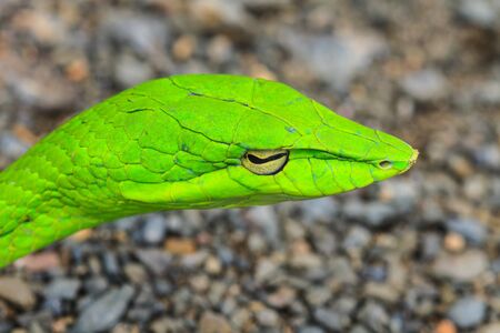 Oriental Whipsnake or Asian Vine Snake (Ahaetulla prasina)の写真素材