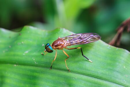 Insect on leaf, beautiful wildlife in tropical forest