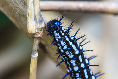 caterpillar, close up caterpillar in tropical forestの写真素材