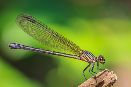 beautiful dragonfly resting on a branch in forestの写真素材