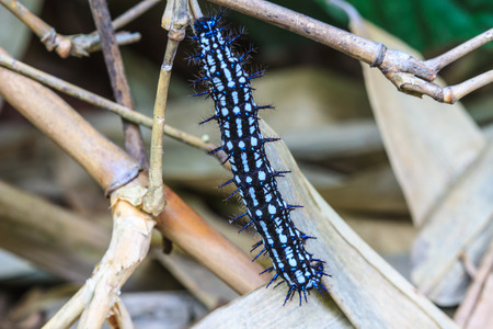caterpillar, close up caterpillar in tropical forestの写真素材