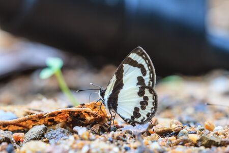 Beautiful Butterfly on ground in a forestの写真素材