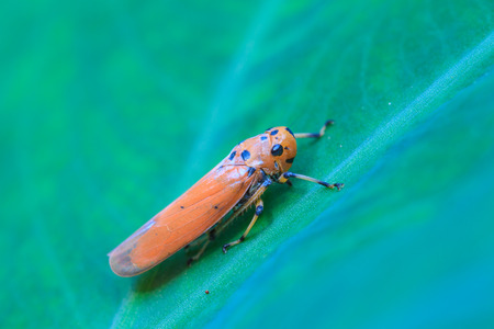 Insect on leaf, beautiful wildlife in natureの写真素材