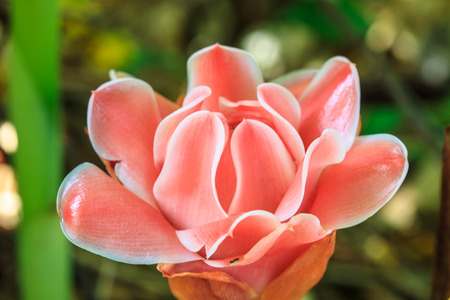 flowers from Thailand, Etlingera Elatior or Red Torch Gingerの写真素材