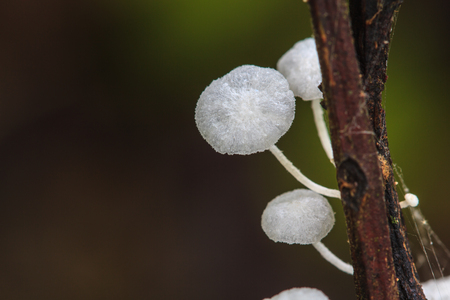 close up mushroom in deep forest, Thailandの写真素材