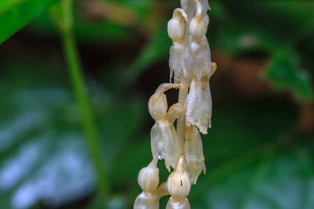 Epipogium roseum (D. Don) Rare species wild orchids in forest of Thailand, This was shoot in the wild natureの写真素材