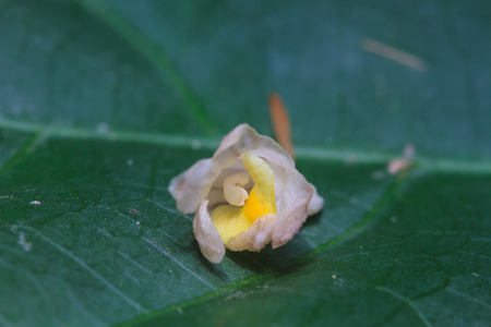 Didymoplexis sirichaii orchids, new species in 2014,  Rare species wild orchids in forest of Thailandのeditorial素材