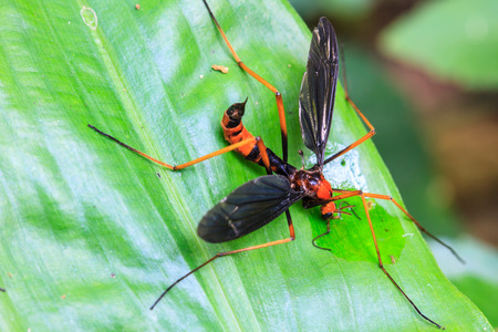 Insect on leaf, beautiful wildlife in tropical forestの写真素材