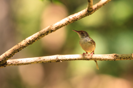 Dark-necked Tailorbird (Orthotomus atrogularis) in forestの写真素材