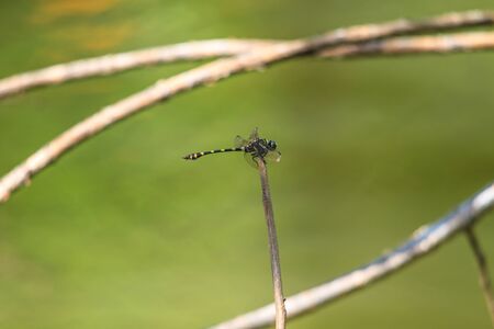 beautiful dragonfly resting on a branch in forestの写真素材