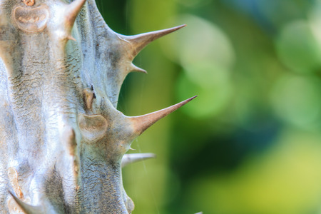 Crown of thorns flowers , Euphorbia milli Desmoulの写真素材