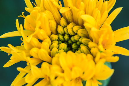 Marigold  flowers field, summer in garden Thailandの写真素材