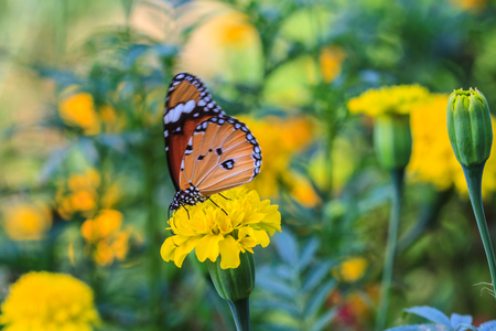 close up Butterfly on flowers in gardenの写真素材