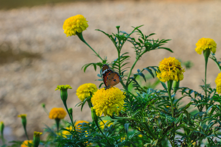 close up Butterfly on flowers in gardenの写真素材