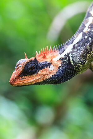 Green crested lizard, black face lizard, tree lizard on treeの写真素材