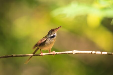 Dark-necked Tailorbird (Orthotomus atrogularis) in forest