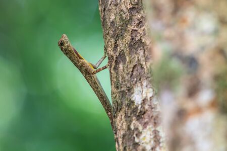 beautiful Common Gliding Lizard or Common Flying Drago(Drago volans) on the tree in forest