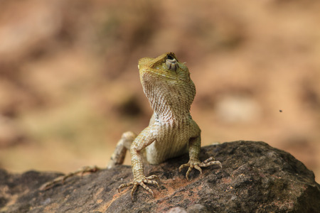 Green crested lizard, black face lizard, tree lizardの写真素材