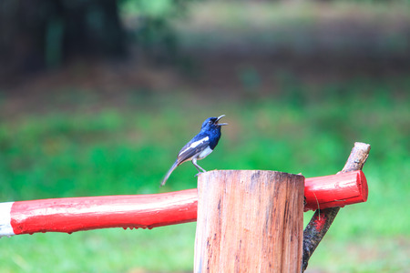 Oriental Magpie Robin bird in nature, Copsychus saularisの写真素材