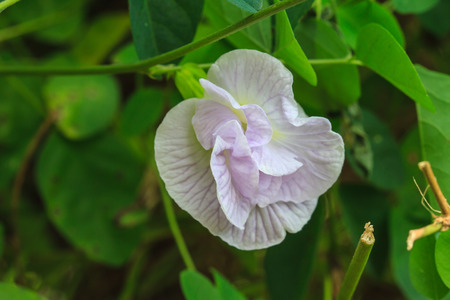 Clitoria ternatea or butterfly pea flowerの写真素材