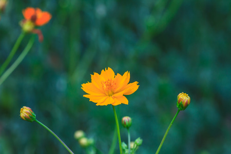Marigold  flowers field, summer in garden Thailand