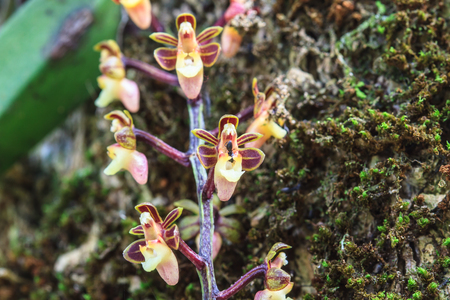 Cleisostoma duplicilobum Rare species wild orchids in forest of Thailand, This was shoot in the wild natureの写真素材
