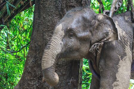 Close up of the elephant in Thailandの写真素材
