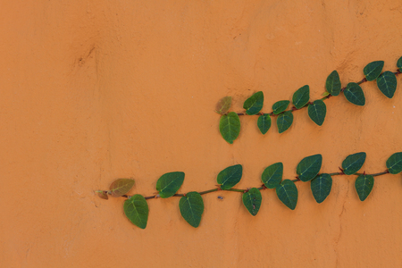 Green Creeper Plant growing on a brick wallの写真素材
