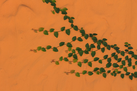 Green Creeper Plant growing on a brick wallの写真素材