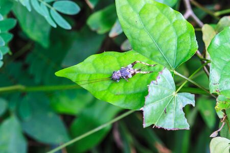 Insect on leaf, beautiful wildlife in natureの写真素材