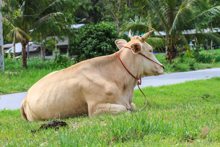 cow eating grass at the field in summerの写真素材