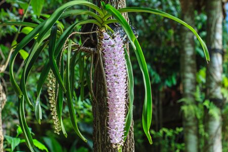 Rhynchostylis retusa Rare species wild orchids in forest of Thailandの写真素材