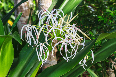 Crinum Lily flower or Cape Lily, Spider Lily, Poison Bulbの写真素材
