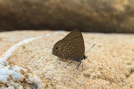 Beautiful Butterfly on ground in a forestの写真素材