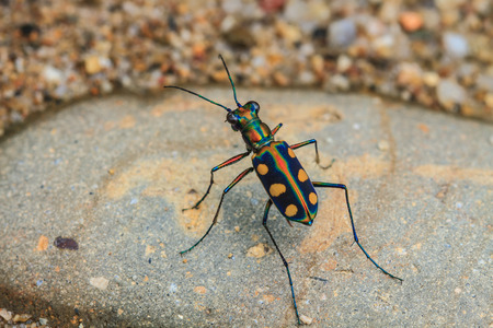 Tiger beetle or Cosmodela aurulenta on ground close upの写真素材