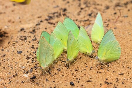 Beautiful Butterfly on ground in a forestの写真素材