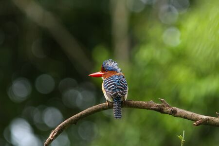 Male Banded kingfisher (Lacedo pulchella) stair at us in the forestの写真素材