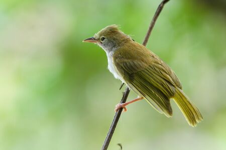 Mountain Bulbul ( Ixos mcclellandii ) in nature  perching on a branchの写真素材