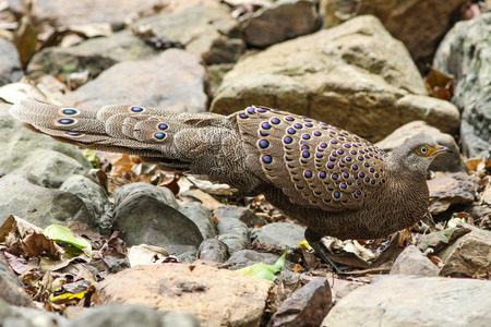 Grey Peacock-Pheasant(Polyplectron bicalcaratum) bird in natureの写真素材