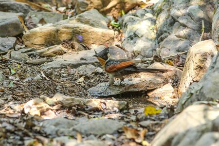 chestnut-wing cuckoo (Clamator coromandus) bird in natureの写真素材