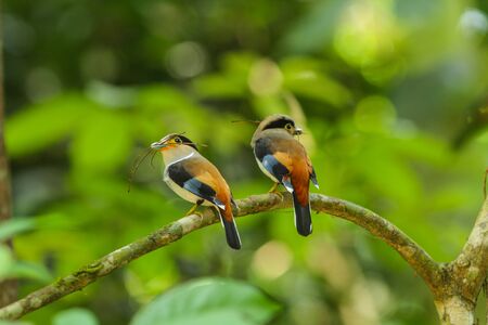 Bird in nature, Silver-breasted Broadbill perching on a branchの写真素材