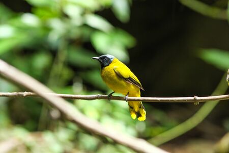 Black-headed Bulbul (Pycnonotus atriceps) bird in natureの写真素材