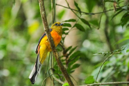 Bird in nature, Orange-breasted Trogon perching on a branchの写真素材