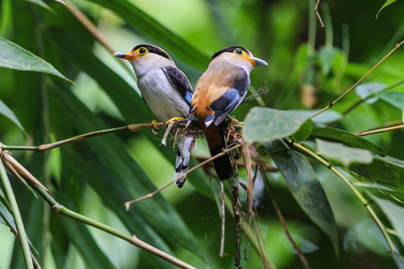 Bird in nature, Silver-breasted Broadbill perching on a branchの写真素材